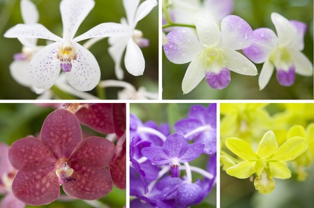 Selection beautiful orchid on blur background. Selective focus.の写真素材