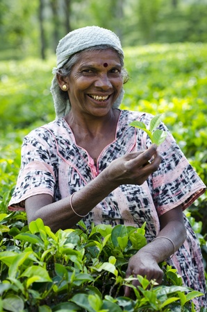 Nuwara Eliya, Sri Lanka - December 8, 2011:  Indian smiling woman picks in tea leaves with green fields on background. Selective focus on the woman.のeditorial素材