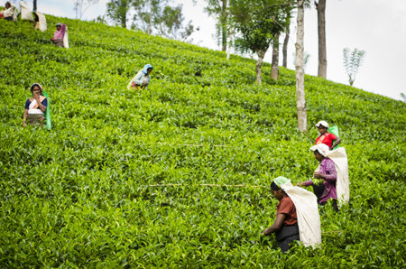 Nuwara Eliya, Sri Lanka - December 8, 2011:  Indian women pick in tea leaves with a green hill on...