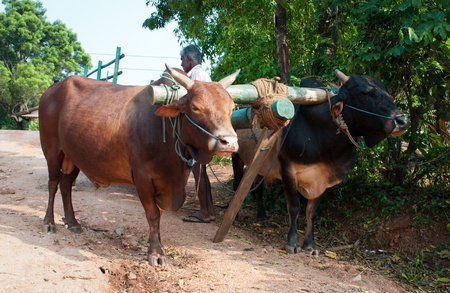 Habarana, Sri Lanka - December 4, 2011:  Traditional Sri Lankian yoke oxen wagon with drover on rural roadのeditorial素材