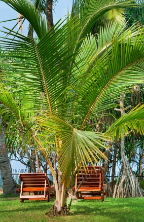 Beach chairs between tropical palms on green grassの写真素材