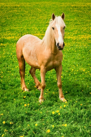 Horse on green pasture with yellow flowersの写真素材