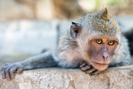 Artful monkey looking in the camera and is ready to grab, crab-eating macaque or the long-tailed macaque (Macaca fascicularis), Bali. Selective focus on eyes. の写真素材