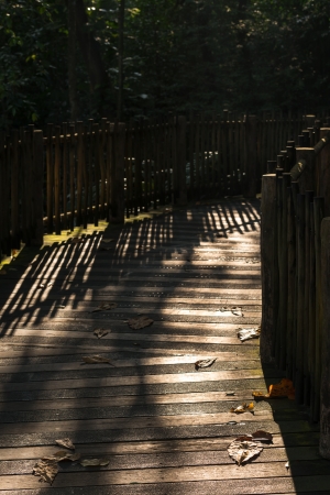 Wooden bridge as a shortcut to the wild tropical forestの写真素材