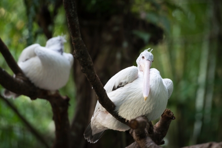 Australian Pelican (Pelecanus conspicillatus) resting on a tree and looking with curiosityの写真素材