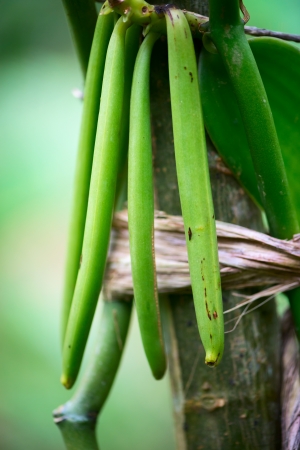 Green vanilla fruits with shallow depth of fieldの写真素材
