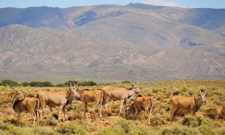 Group of common elands  Taurotragus oryx , the largest of all antelope in Africa at africal bush