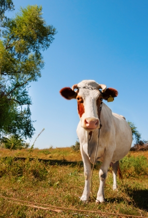 Cow in the field with tree and blue sky on backgroundの写真素材