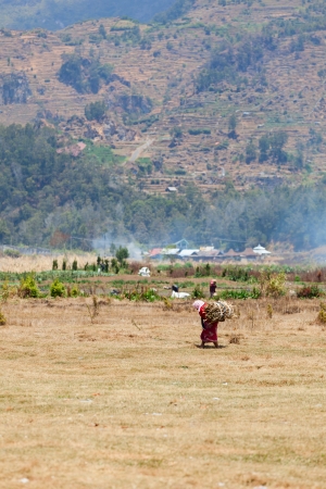 Old female farm worker carries firewood with agriculture and mountains on background.の写真素材