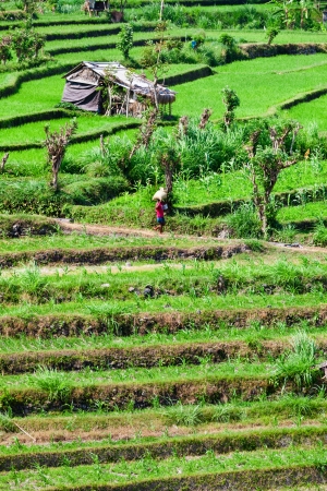 Green rice field terrace with small temporary buildings, Bali, Indonesiaの写真素材