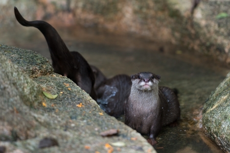 Asian small-clawered otters (Aonyx cinerea) in a fresh water streamの写真素材