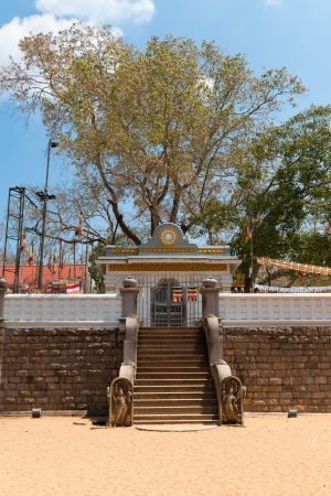 Sacred Sri Maha Bodhi tree on the top platform in Anuradhapura, Sri Lankaの写真素材