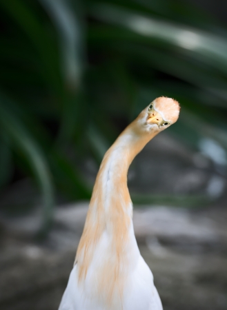 Curious funny front bird portrait. Cattle Egret (Bubulcus ibis) is a cosmopolitan species of heron (family Ardeidae).の写真素材