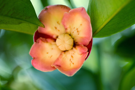 Mangosteen flower on a green tree in gardenの写真素材