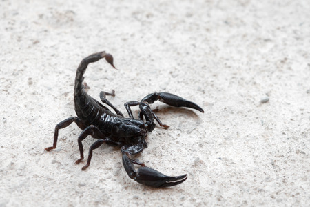 Black Asian forest scorpion (Heterometrus longimanus) on grey stone backgroundの写真素材