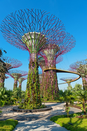 Singapore Supertrees Grove at Gardens by the Bay park. のeditorial素材