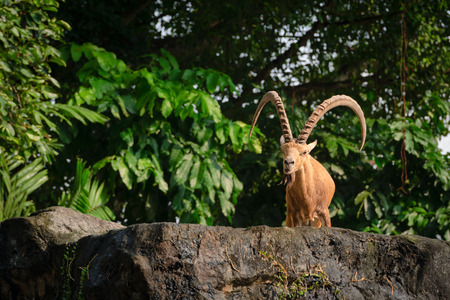 Nubian ibex (Capra nubiana) one male goat animal with big horns on a high stoneの写真素材