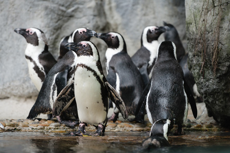 Group of playful and highly social African Penguins congregate at the waters edge in their habitat enclosure at a popular public zoo.の写真素材