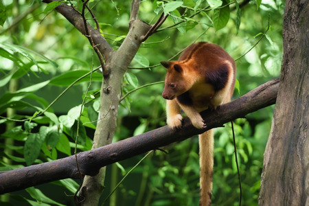 Goodfellow's tree kangaroo (Dendrolagus goodfellowi) also called the ornate tree-kangarooの写真素材