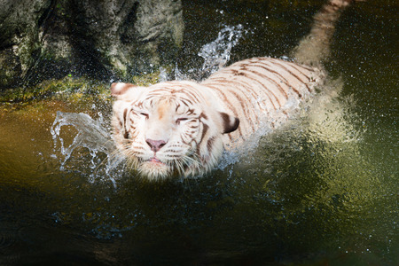 Beautiful white tiger enjoying a swim in a tropical jungle riverの写真素材