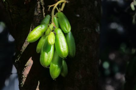 Very sour, bright green Kamias fruit, popular in Southeast Asia, clinging to the trunk of a tropical cucumber tree.の写真素材