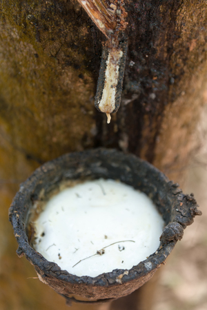 White nature milky latex extracted from rubber treeの写真素材