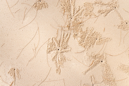 Small crabs make burrows in the sand and leave balls of grains on sandy beachの写真素材