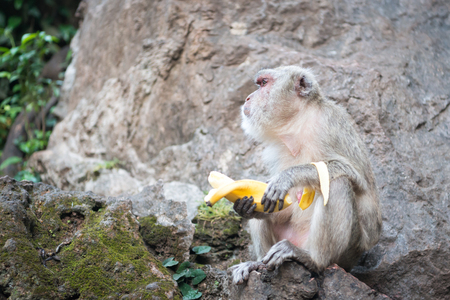One monkey with banana sit on rock background and looks asideの写真素材