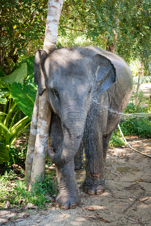 Small domestic asian elephant take a bath from water hoseの写真素材