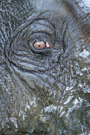 Elephant eye and head wet and covered by clean waterの写真素材