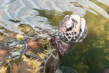 Sea turtle takes a breath on water surfaceの写真素材