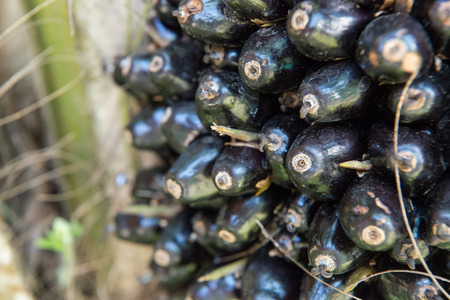 Black oil palm fruits on the tree are used in commercial agriculture in the production of palm oil