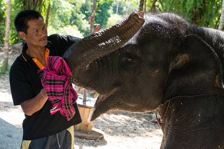 KAO LAK, THAILAND - 24 FEB 2017: Elephant trainer kares about kiss small elephant-calfのeditorial素材
