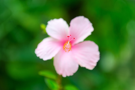 One big hibiscus pink flower with rain drops on petals and green background. Selective focus on the pestil.の写真素材