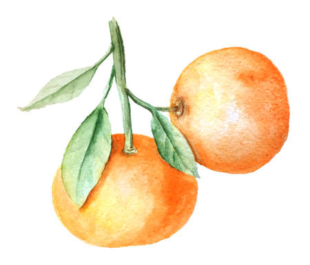 Vintage watercolor tangerines branch botanical illustrationの写真素材