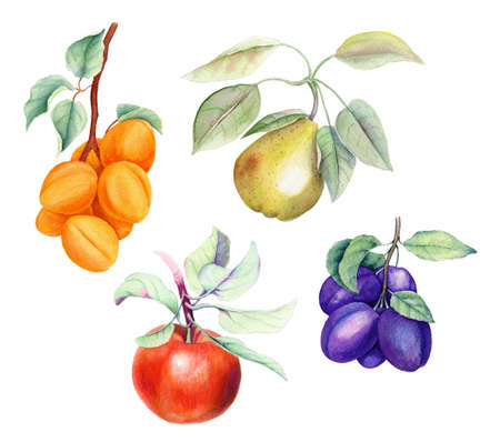 Set of fruits vintage watercolor illustrationの写真素材