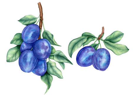 Watercolor plums branches. Vintage collection. Botanical illustrationの写真素材