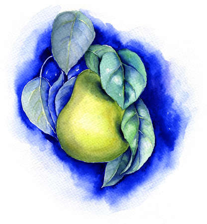Green pear vintage watercolor illustrationの写真素材