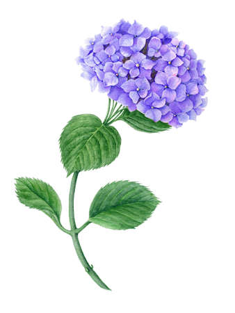 Violet Hydrangea watercolor botanical illustrationの写真素材