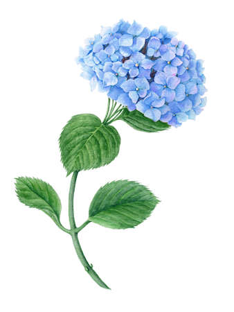 Blue Hydrangea watercolor botanical illustrationの写真素材