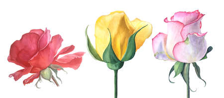 Red, yellow and pink roses watercolor illustration isolated on a white backgroundの写真素材