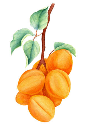 Watercolor apricot branch isolated on a white backgroundの写真素材