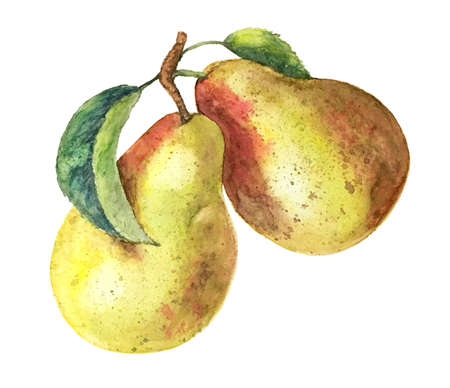 Watercolor pear branch vintage watercolor illustrationの写真素材