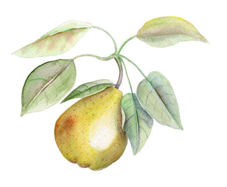 Yellow pear vintage watercolor botanical illustrationの写真素材