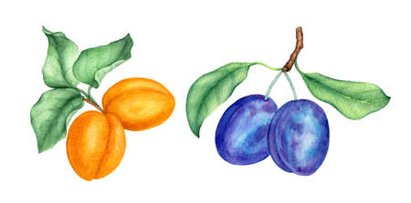 Vintage watercolor collection of fruits with plums and apricotsの写真素材