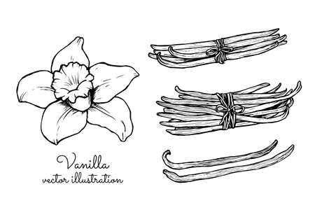 Vintage vanilla flower and vanilla sticks bunches collectionのイラスト素材