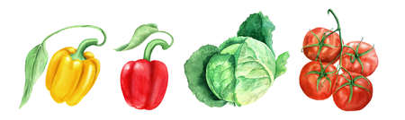 Set of vegetables: tomato, head cabbage and yellow and paprikas watercolor illustrationの写真素材