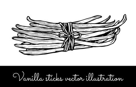 Vintage vanilla flower and vanilla sticks bunches collectionのイラスト素材