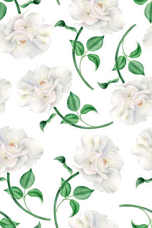 Vintage watercolor pattern with realistic white pink rosesの写真素材