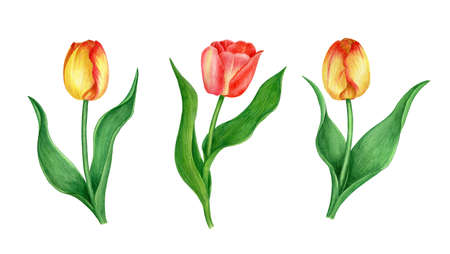 Collection of flowers: red and yellow tulips watercolor illustrationの写真素材